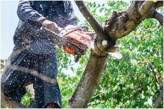 tree services Dyersburg